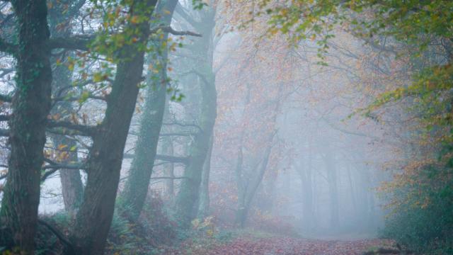 Paimpont, allée forestière près du manoir du Tertre maison d'hôtes en forêt de Brocéliande