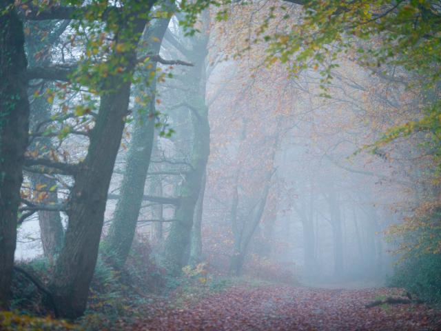 Paimpont, allée forestière près du manoir du Tertre maison d'hôtes en forêt de Brocéliande