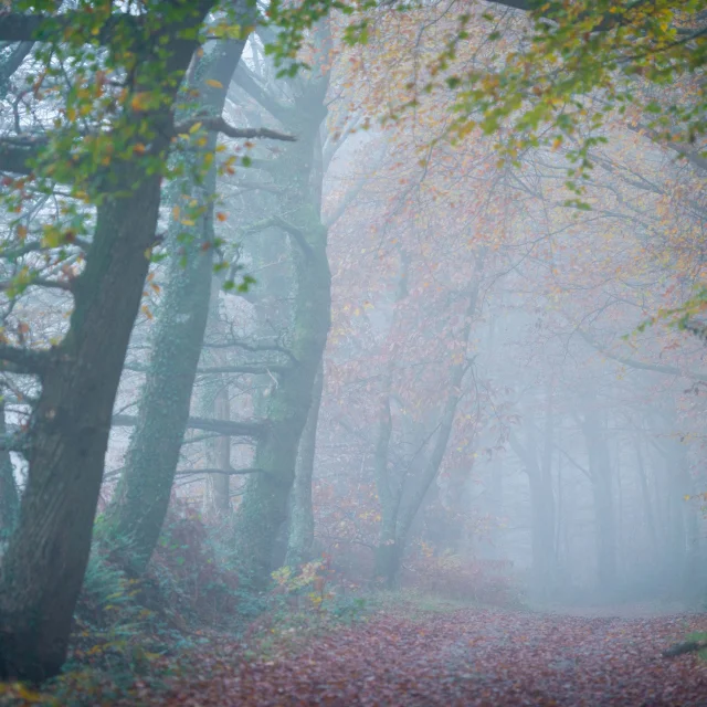 Paimpont, allée forestière près du manoir du Tertre maison d'hôtes en forêt de Brocéliande