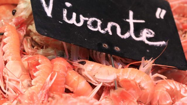 Fruits de mer - marché de Vannes