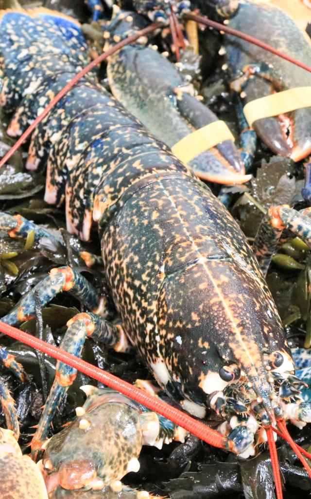 Homard breton - marché de Vannes