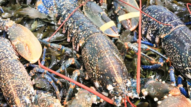 Homard breton - marché de Vannes