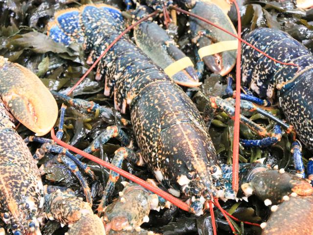 Homard breton - marché de Vannes