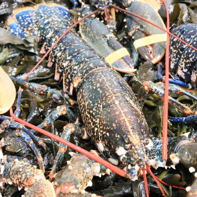 Homard breton - marché de Vannes