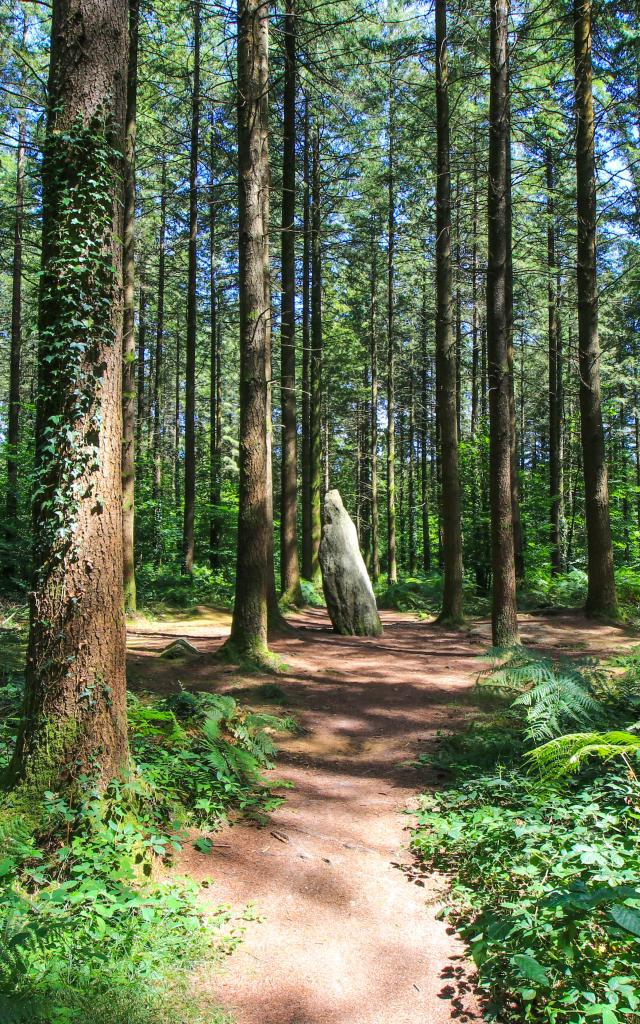 Forêt de Camors