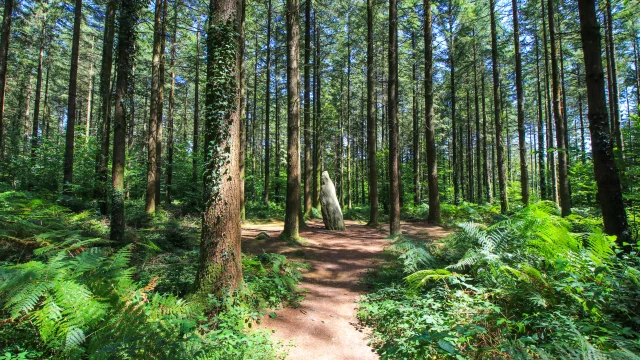 Forêt de Camors