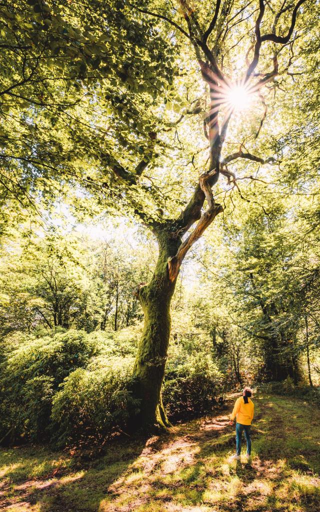 Forêt Pont Callek