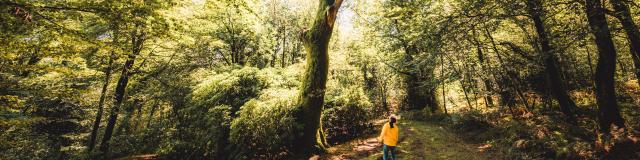 Forêt Pont Callek