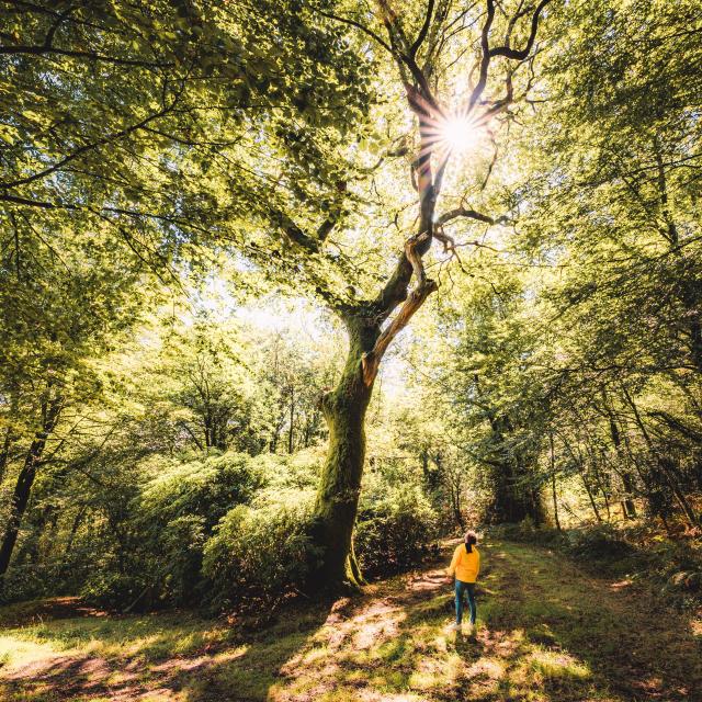 Forêt Pont Callek