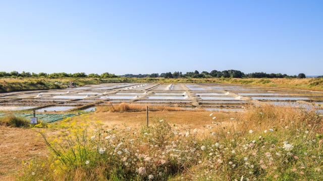 Marais salants de Lasné