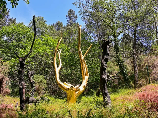 Trehorenteuc Arbre Dor