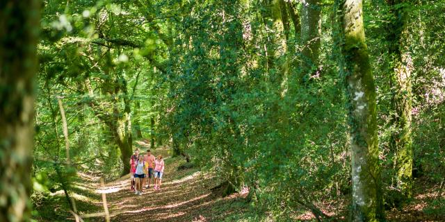 Randonnée en forêt