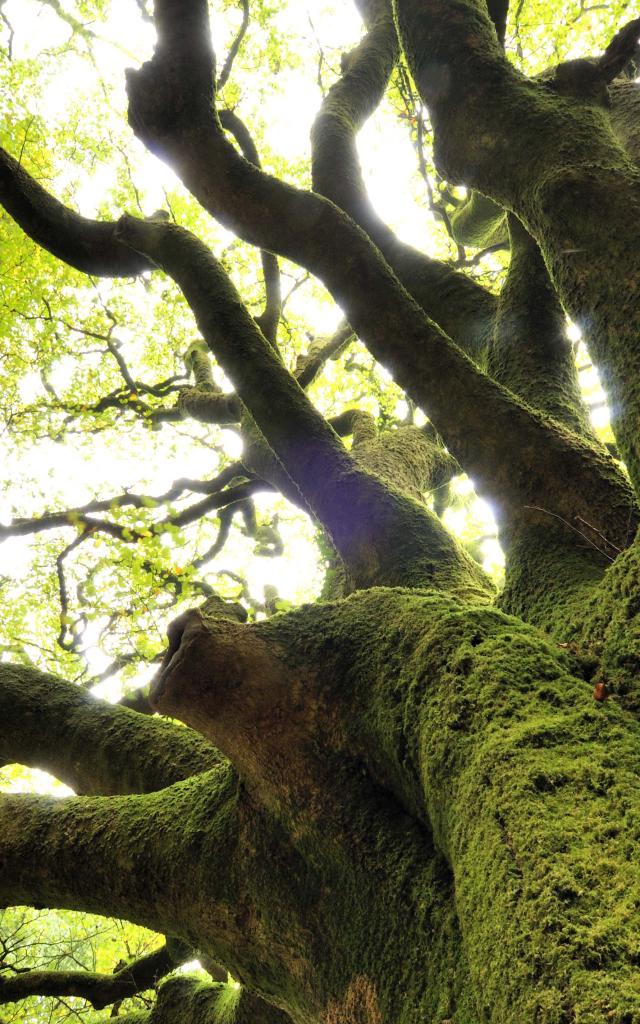 Hêtre de Ponthus, Forêt de Brocéliande, Concoret