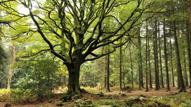 Hêtre de Ponthus, Forêt de Brocéliande, Concoret