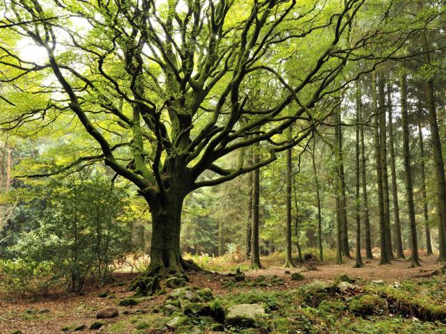 Hêtre de Ponthus, Forêt de Brocéliande, Concoret