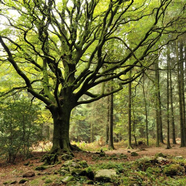 Hêtre de Ponthus, Forêt de Brocéliande, Concoret