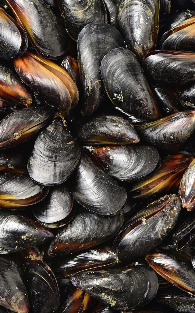 Moules