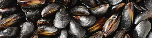 Moules