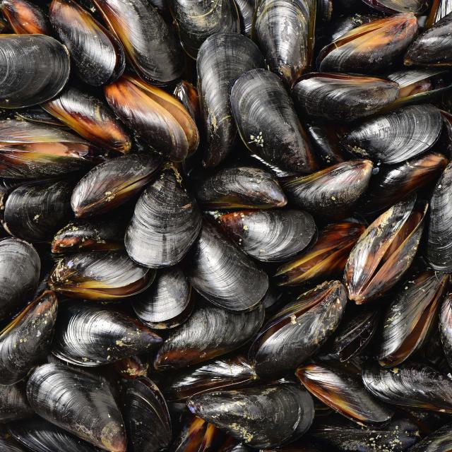 Moules