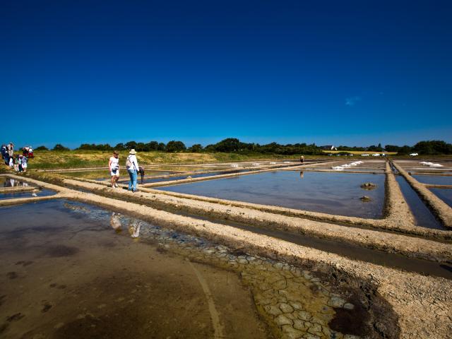 Marais salants de Guérande