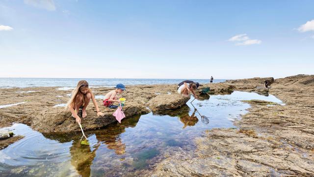 Pêche à pied Golfe du Morbihan