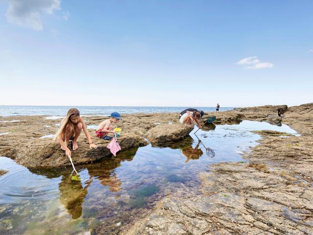 Pêche à pied Golfe du Morbihan