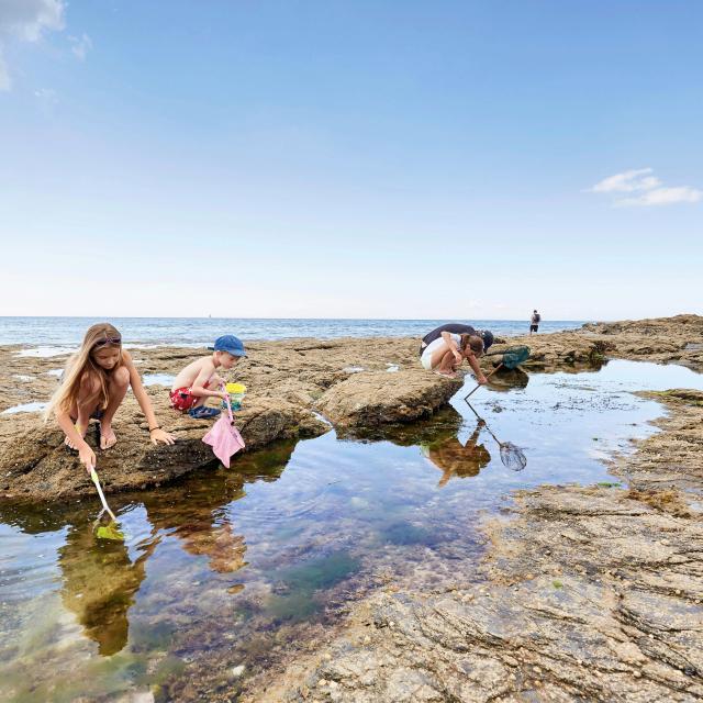 Pêche à pied Golfe du Morbihan