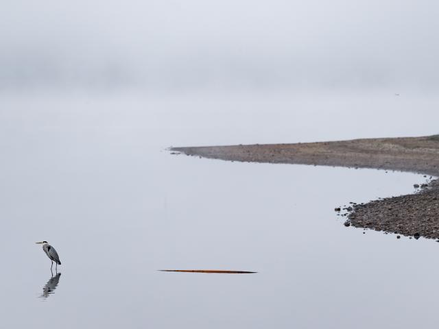 Héron sur le lac au Duc - Ploermel