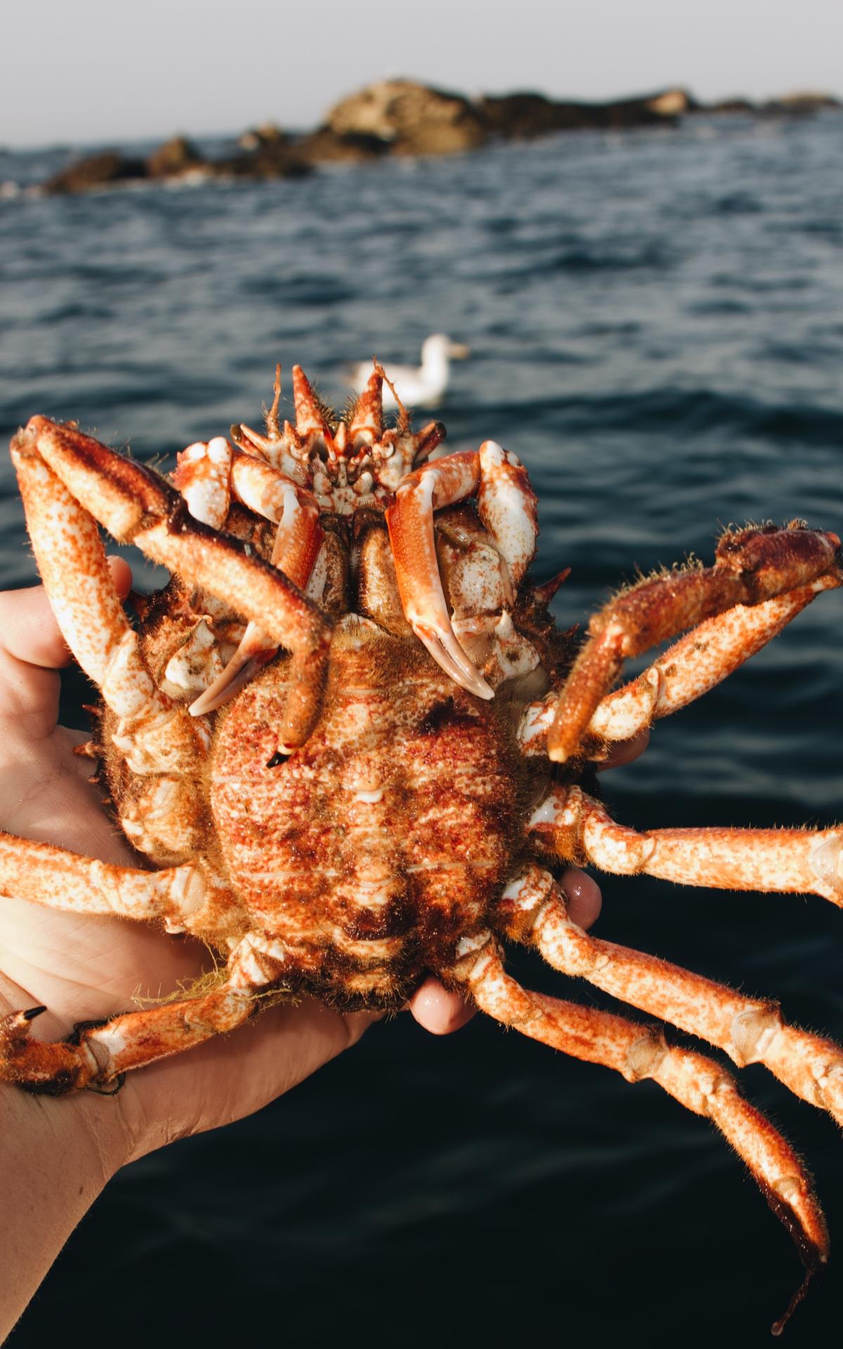 Comment cuire une araignée de mer ? recette bretonne Tourisme dans le Morbihan