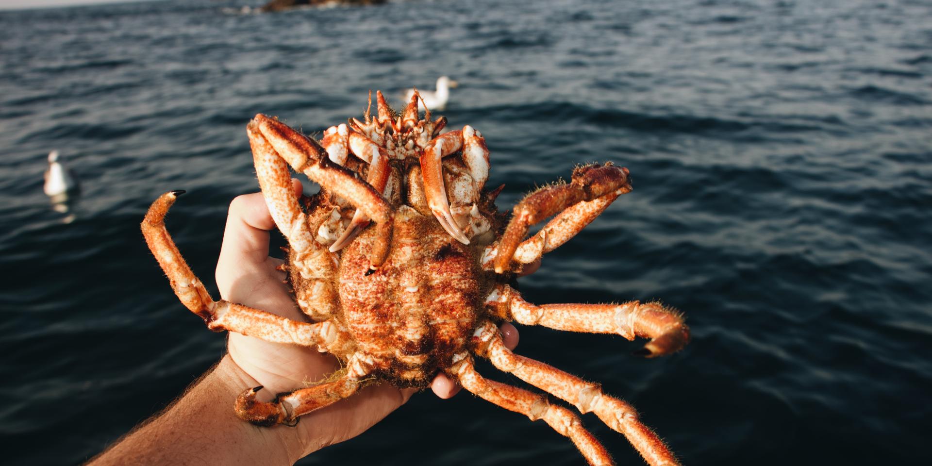 Comment cuire une araignée de mer ? recette bretonne Tourisme dans le Morbihan