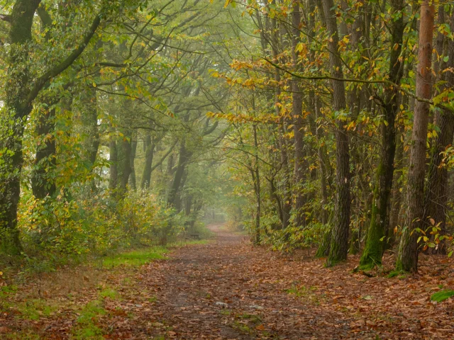 Cournon La Gacilly en automne