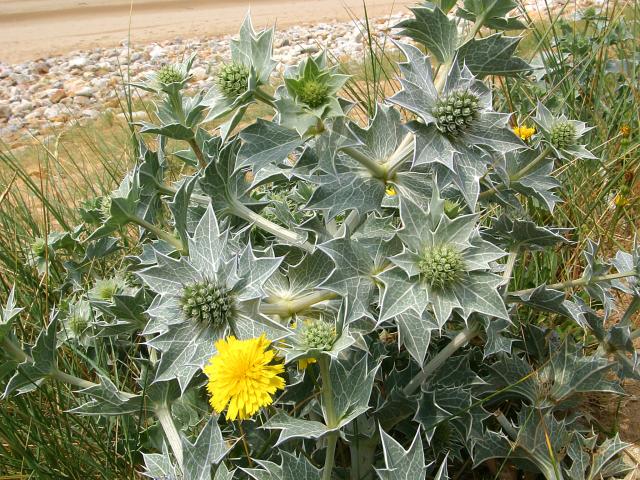 Eryngium Maritimum ou Panicaut Maritime, fleurs de dune