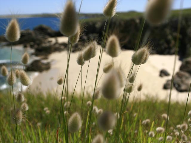 Lagure Ovale ou Queue de Lievre, fleurs de dune