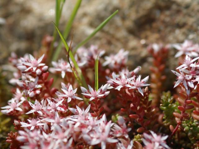 Orpin blanc, fleur de dunes