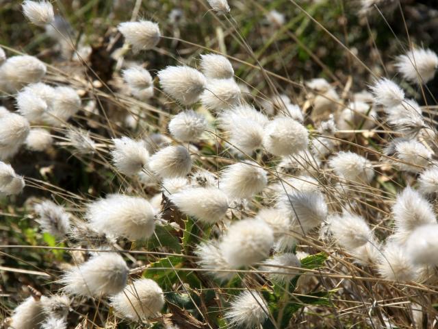 Lagure Ovale ou Queue de Lievre, fleurs de dune