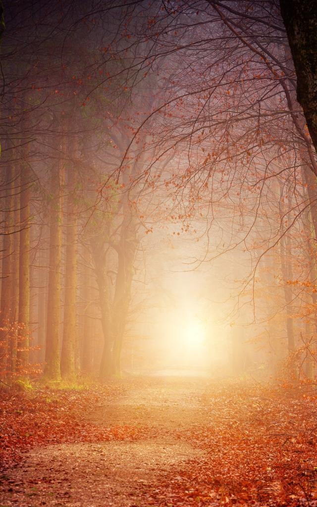 Forêt de Brocéliande