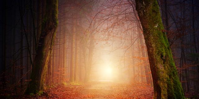 Forêt de Brocéliande