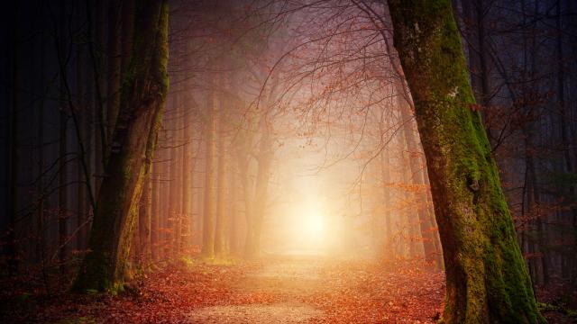 Forêt de Brocéliande