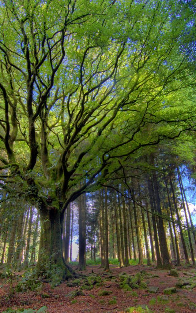 Forêt de Brocéliande