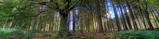 Forêt de Brocéliande