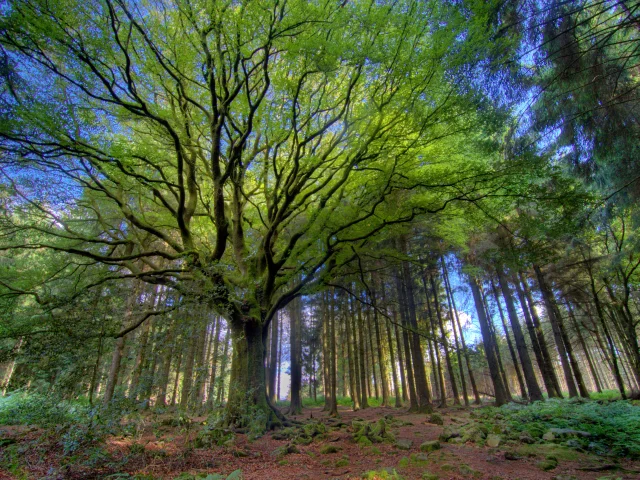 Forêt de Brocéliande