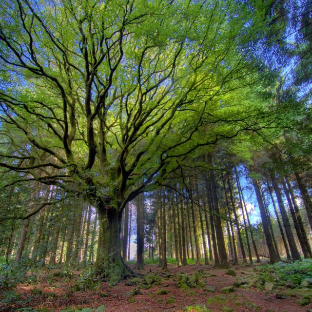 Forêt de Brocéliande