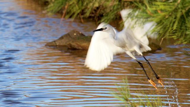 Ria d'Etel, Plouhinec, Aigrette Garzette prenant son envol sur la presqu'île de Nestadio