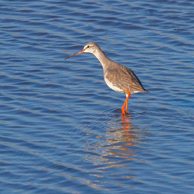 Chevalier arlequin, Marais de Suscinio, Presqu'île de Rhuys