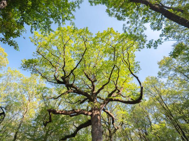 Arbre Brocéliande