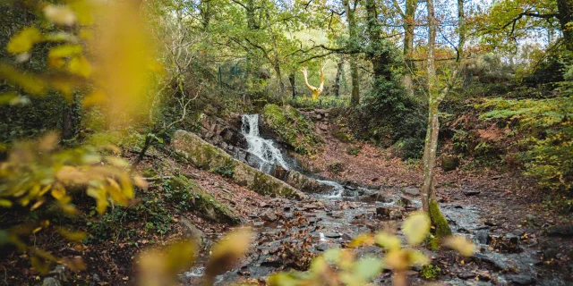 L'Arbre d'Or Brocéliande