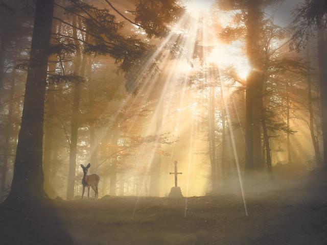 Forêt légendaire de Brocéliande