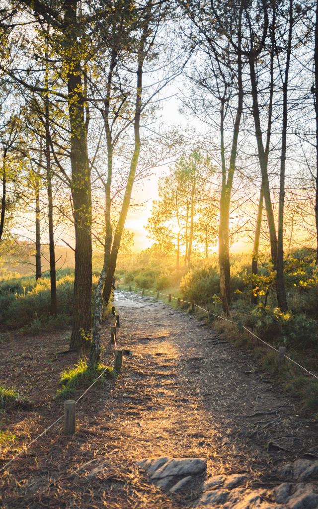 Balade en forêt de Brocéliande