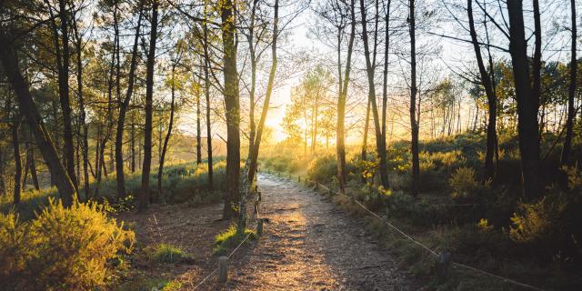 Balade en forêt de Brocéliande