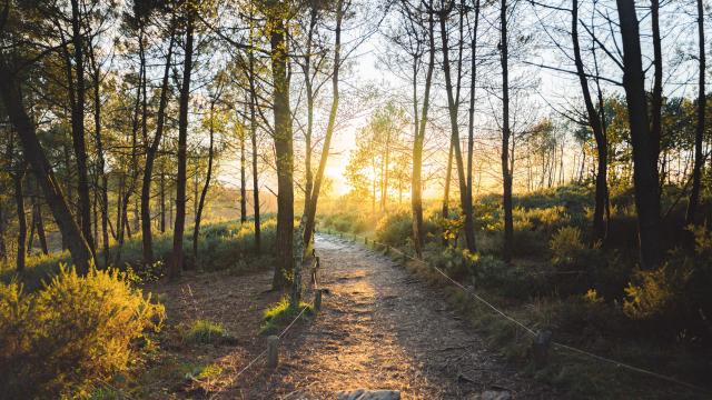 Balade en forêt de Brocéliande